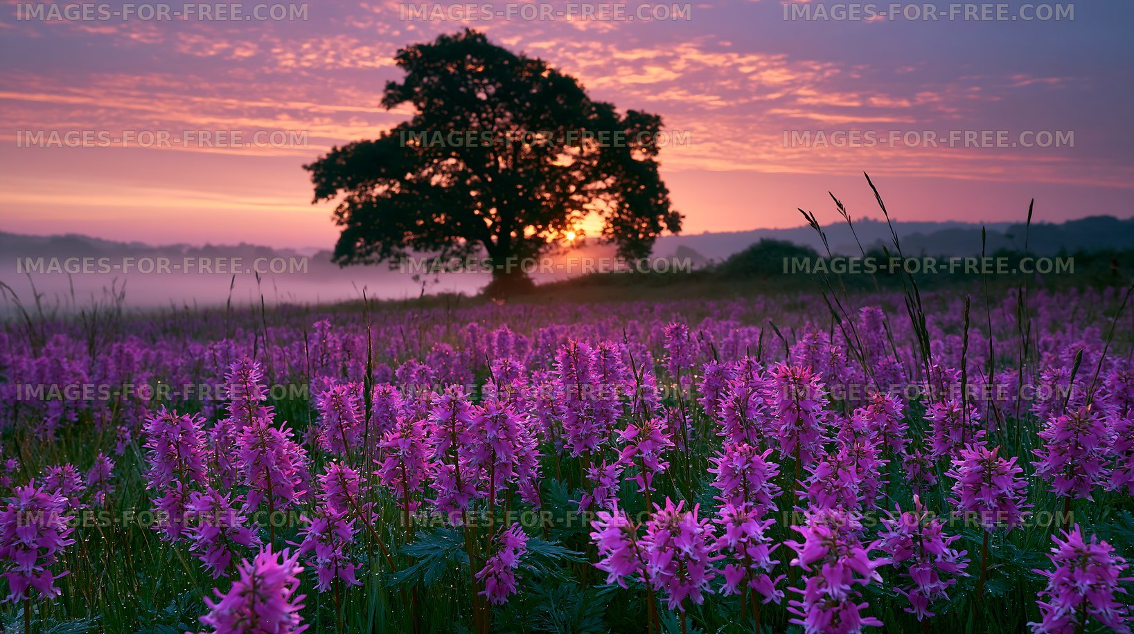 Sunrise over field of purple flowers with a tree in background