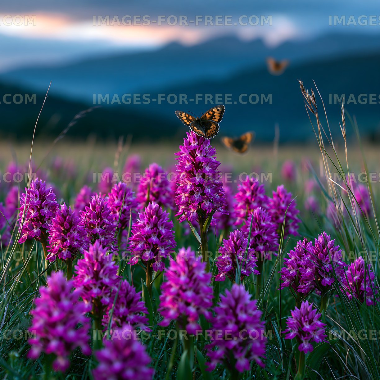Wild orchids in bloom with butterflies in a meadow