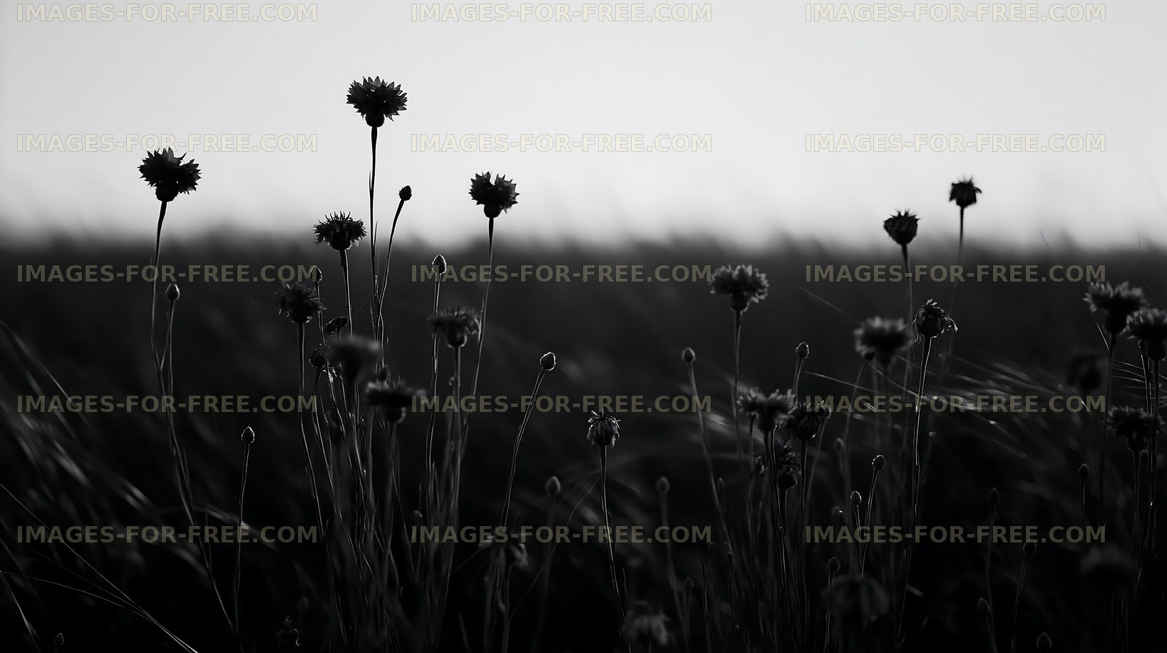 Silhouetted flowers against a dark landscape in black and white