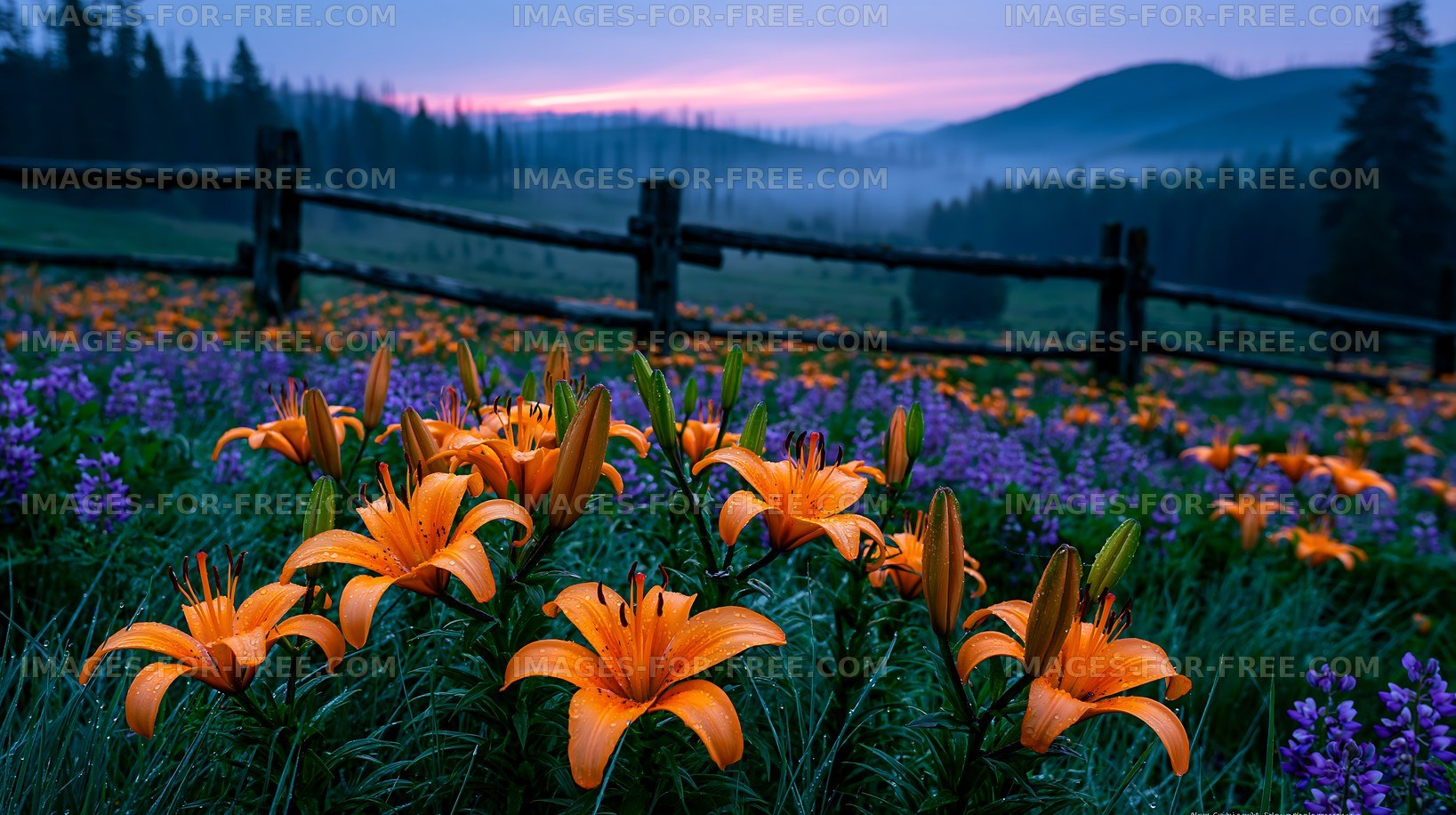 Colorful flowers bloom in the early morning light on a hillside