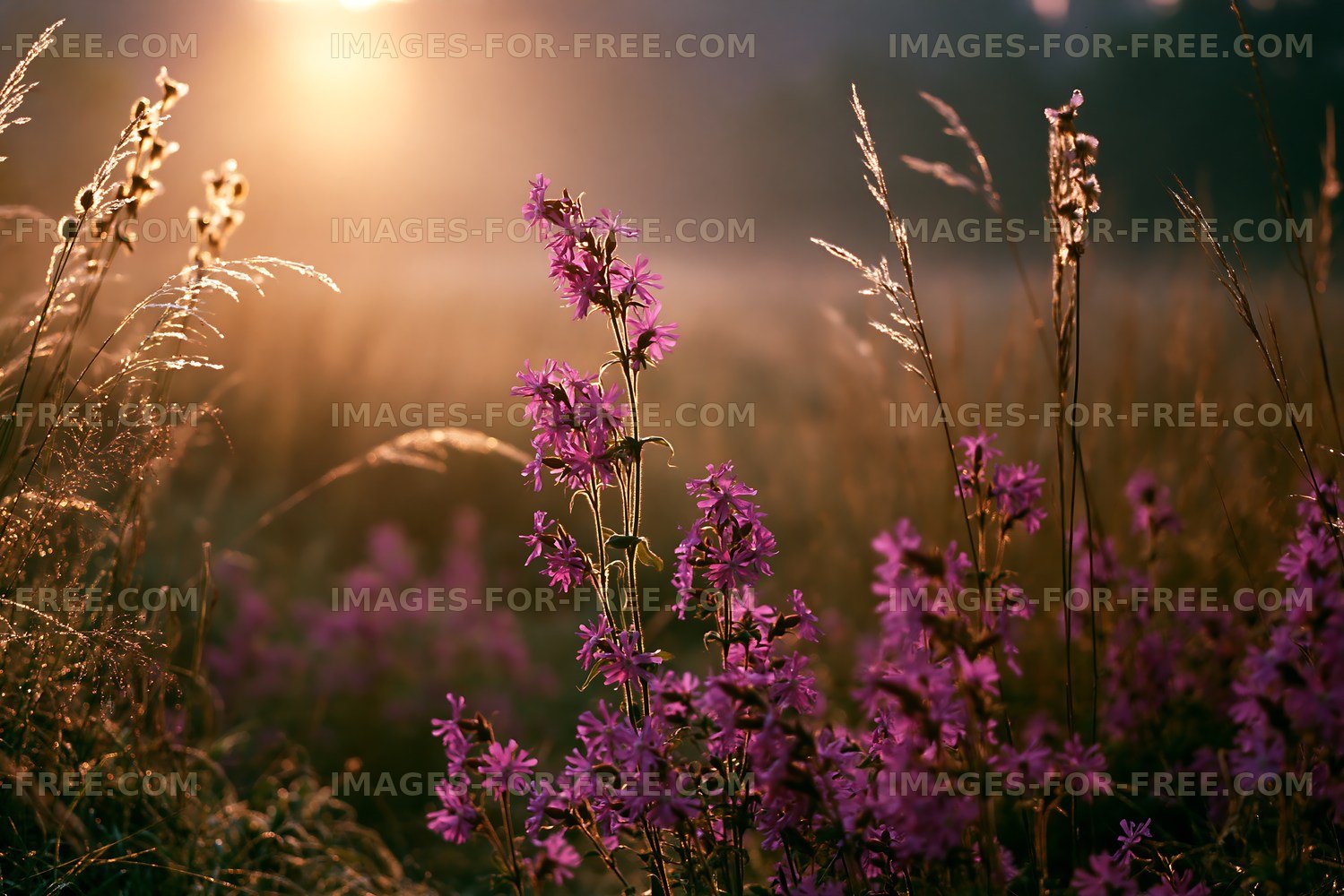 Wildflowers blooming at sunset in a grassy field