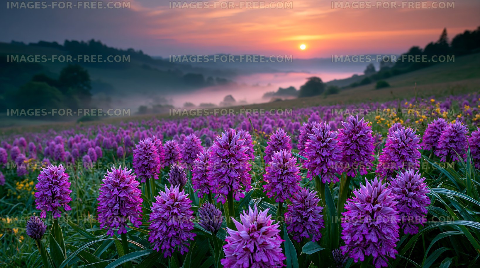 Sunrise over a purple flower field with misty hills in the background