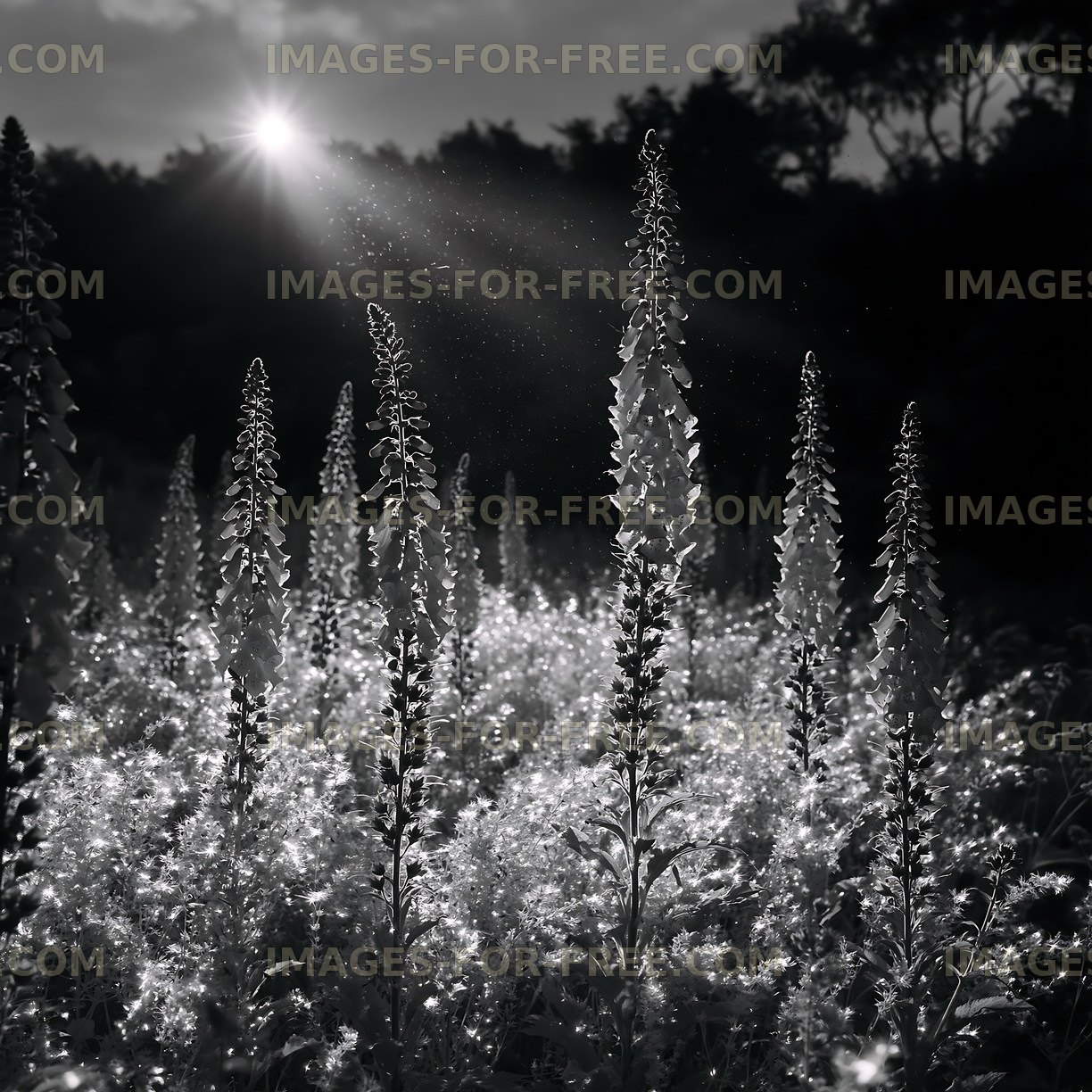 Sunlight shining on flowers in a dark field at dusk