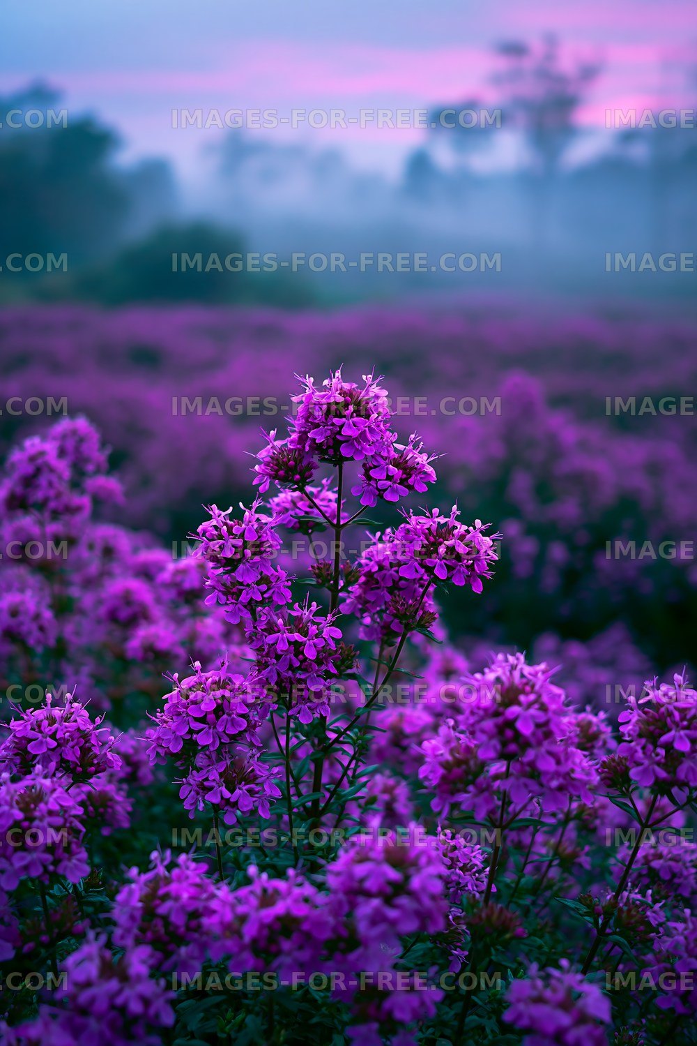 Violet flowers bloom in a misty field at dawn