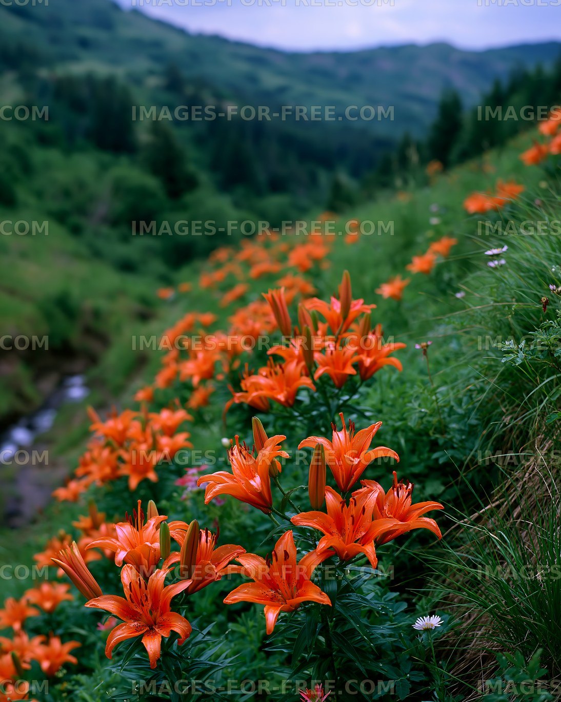 Bright orange flowers grow on a hillside near a stream in nature