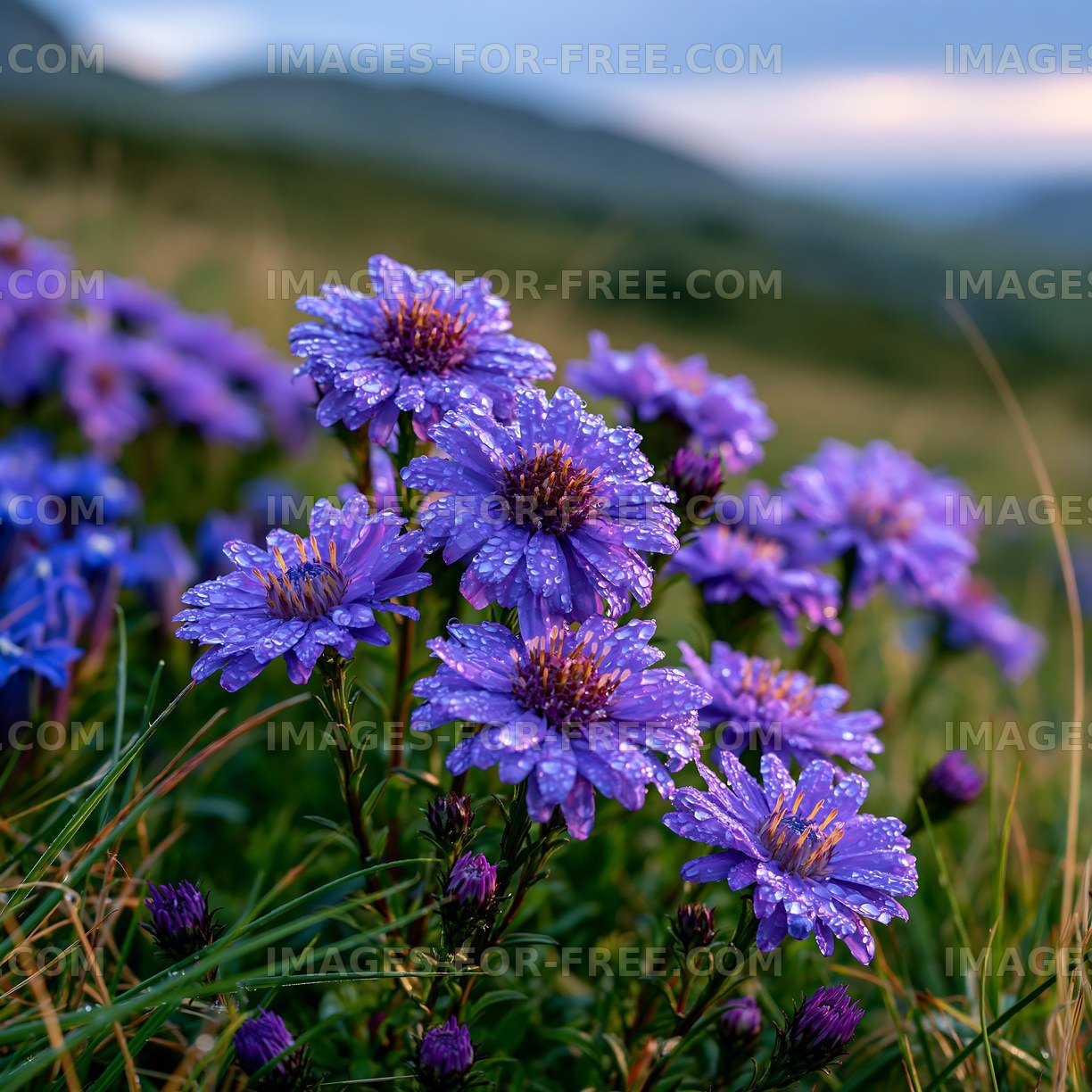Purple flowers with dew in a field during daylight hours
