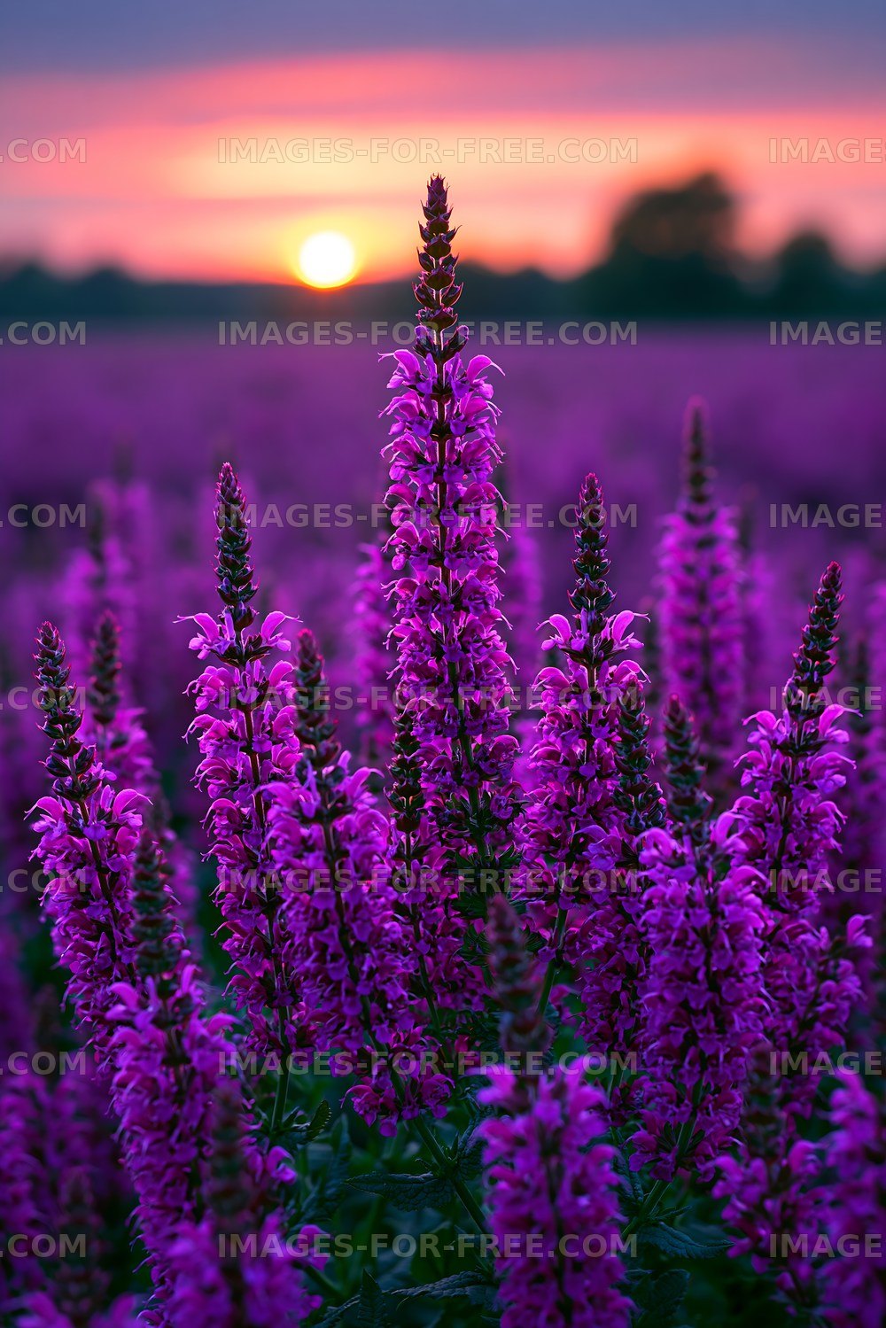 Purple flowers blooming at sunset in a field