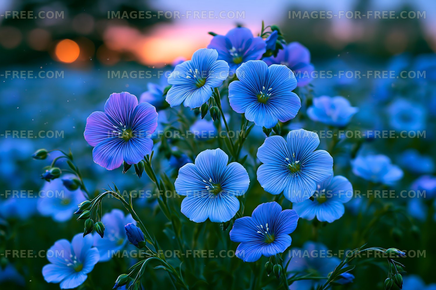 Blue flowers blooming in a field during sunset