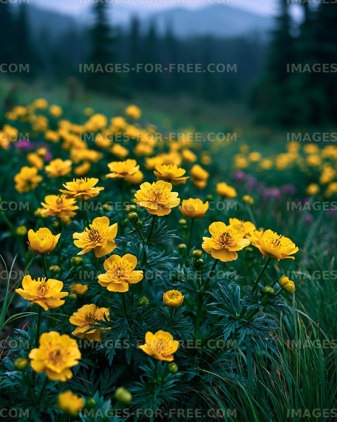 Yellow flowers in a green field under cloudy skies