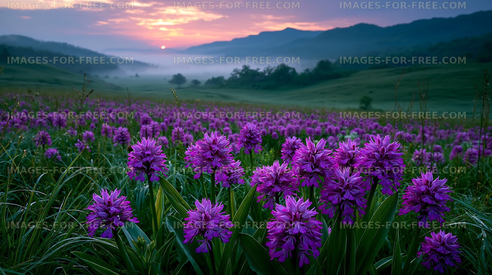 Violet flowers blanket a meadow at dawn near rolling hills