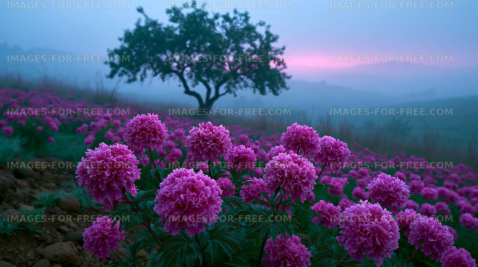 Sunrise over hillside with blooming flowers and lone tree