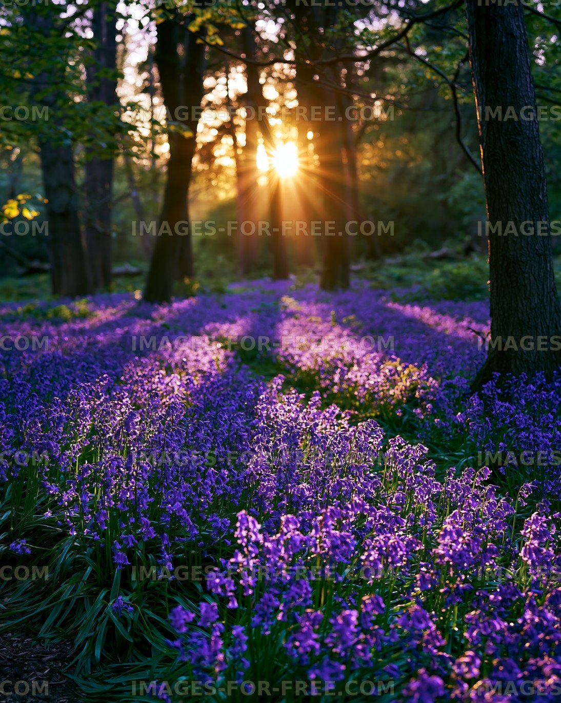 Sunlight shining through trees over a field of purple flowers