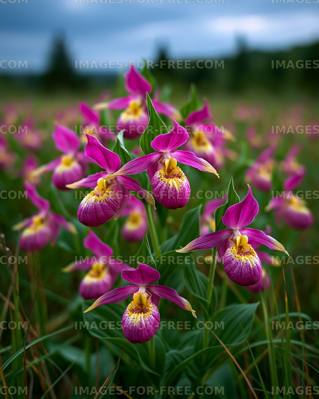 Colorful orchids in a green field under a cloudy sky