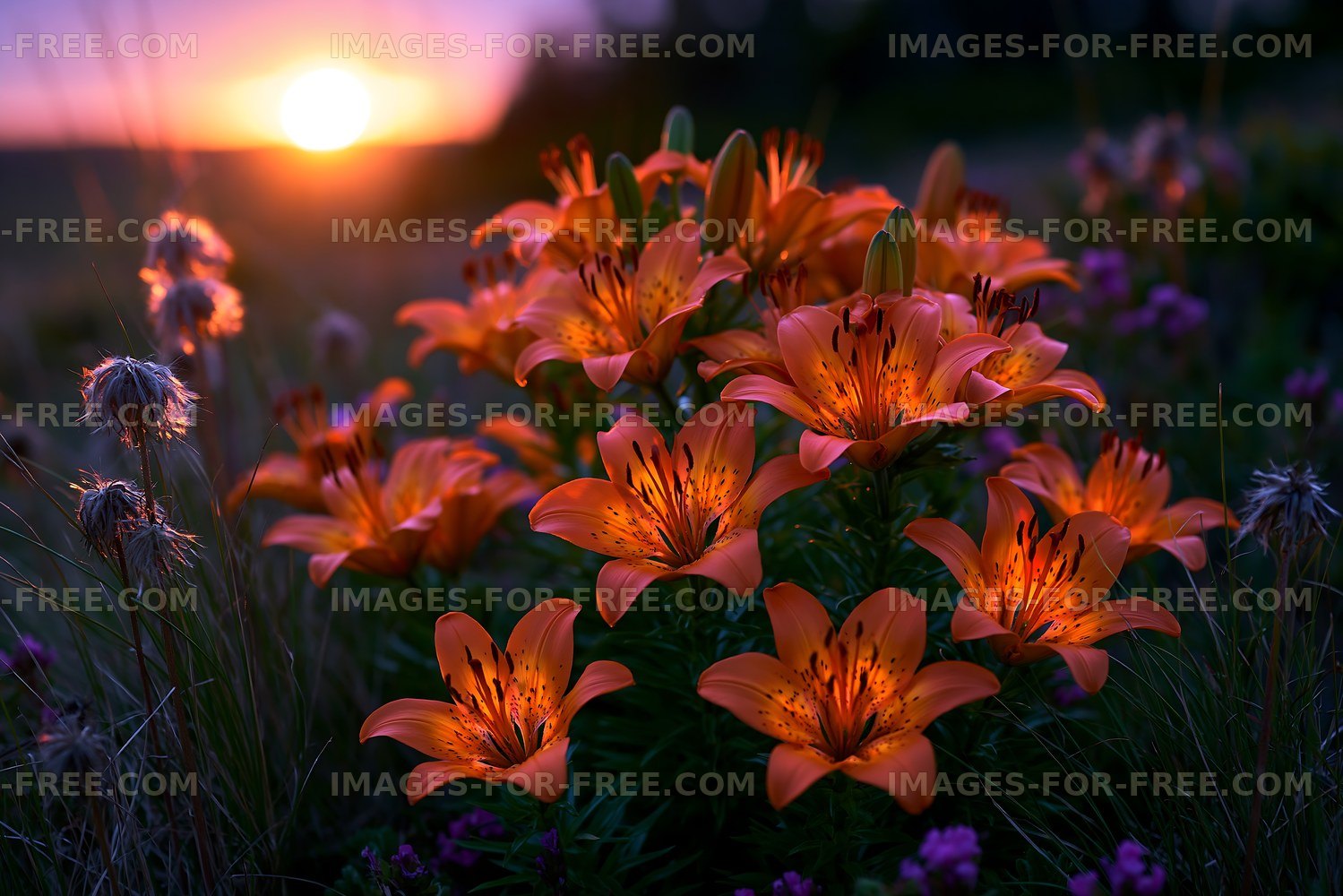 Sunset over blooming orange lilies in a field