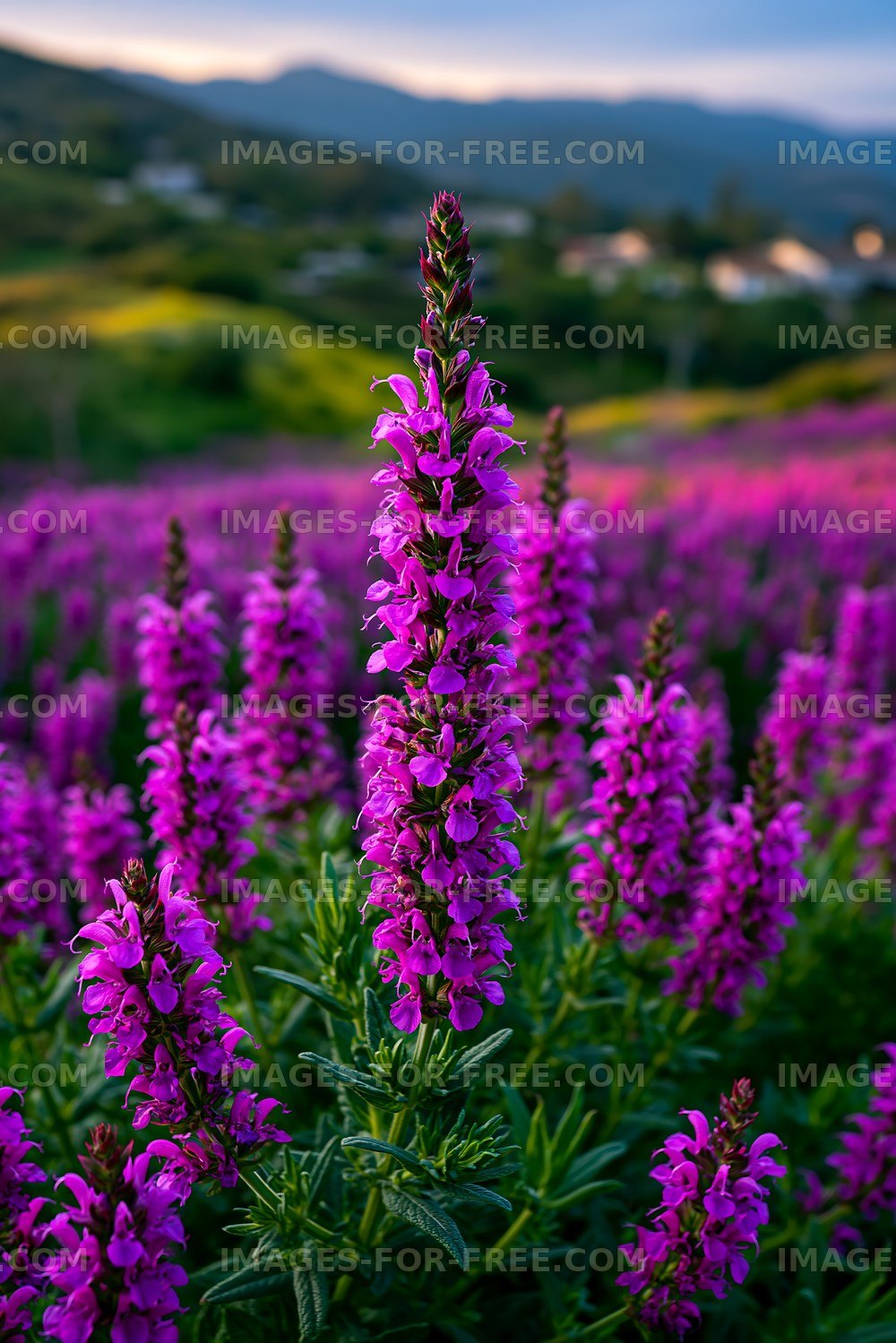 Purple flowers in a field during sunset