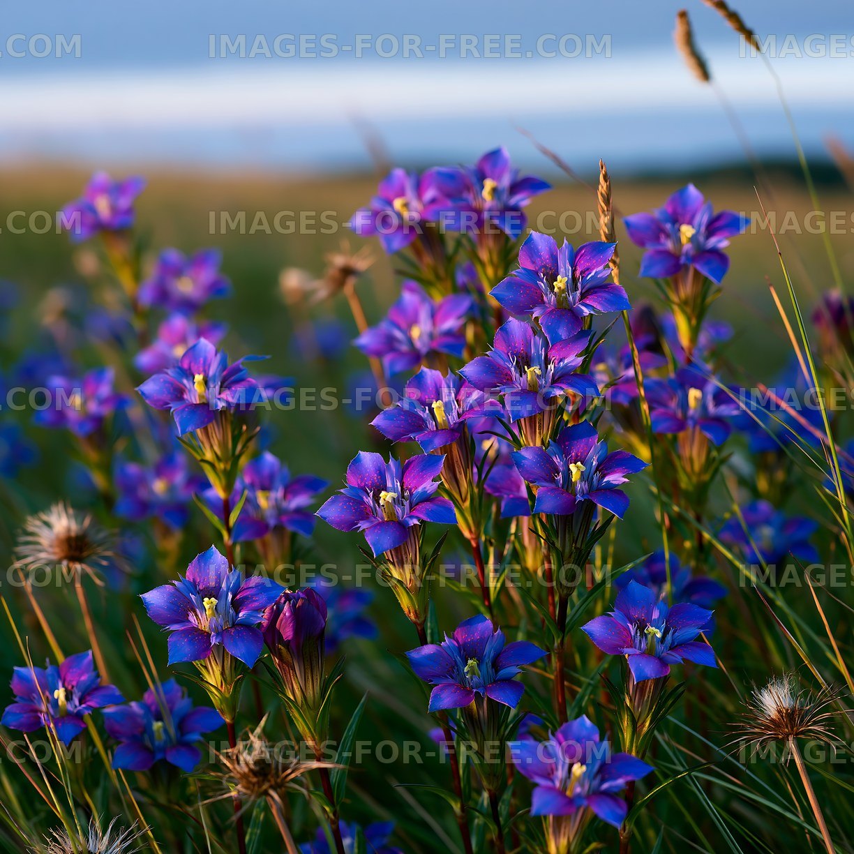 Bright purple flowers in a grassy field during daylight