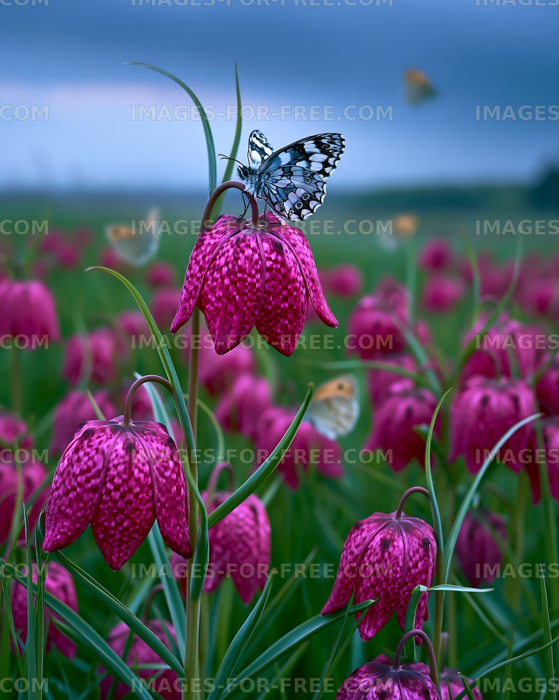 Butterfly on pink flowers in a field
