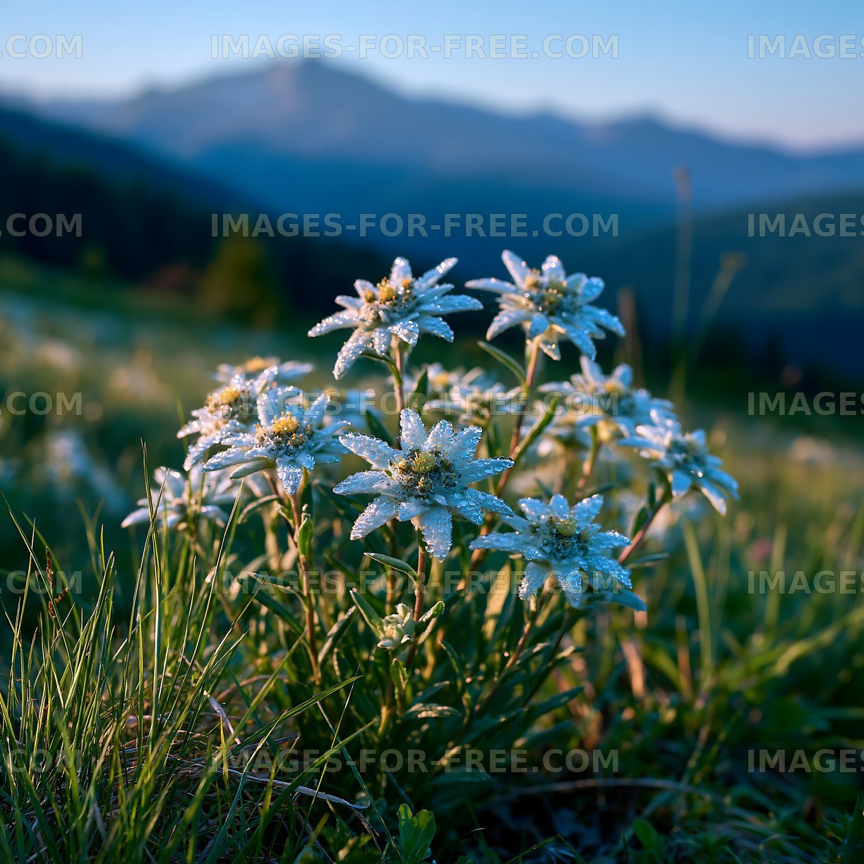 Flowers with dew in a mountain landscape at sunrise