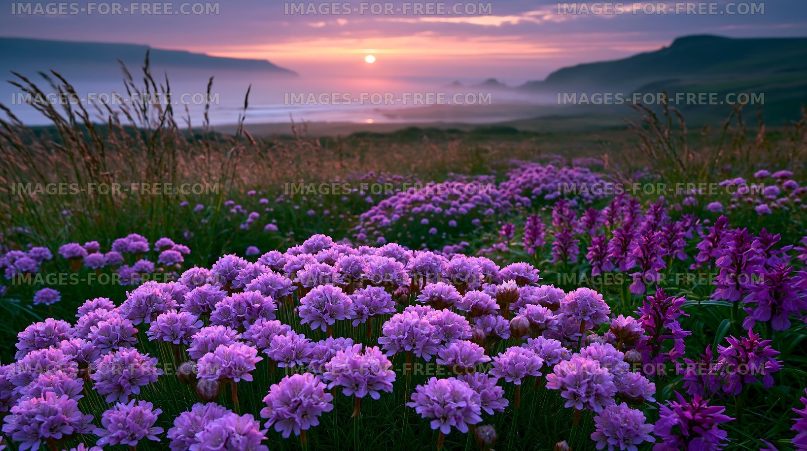 Colorful flowers bloom at sunset in a coastal landscape