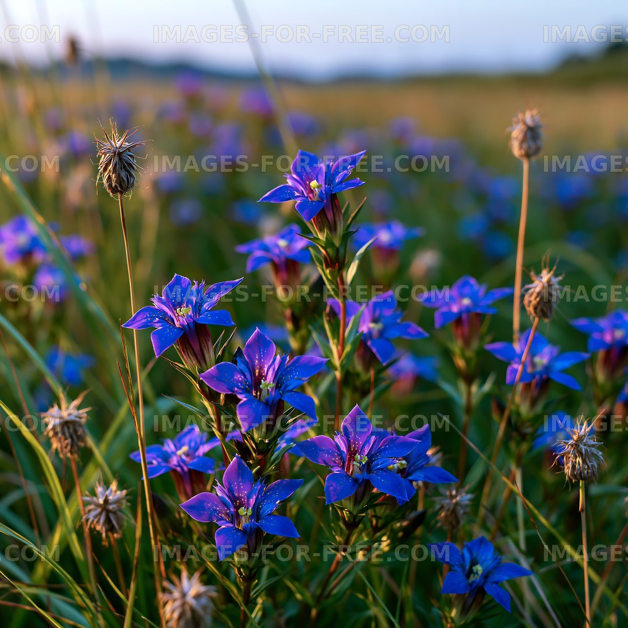 Purple flowers grow in a field during the evening light