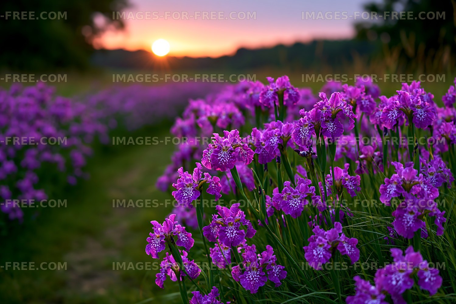 Vibrant field of purple flowers at sunset in a natural setting