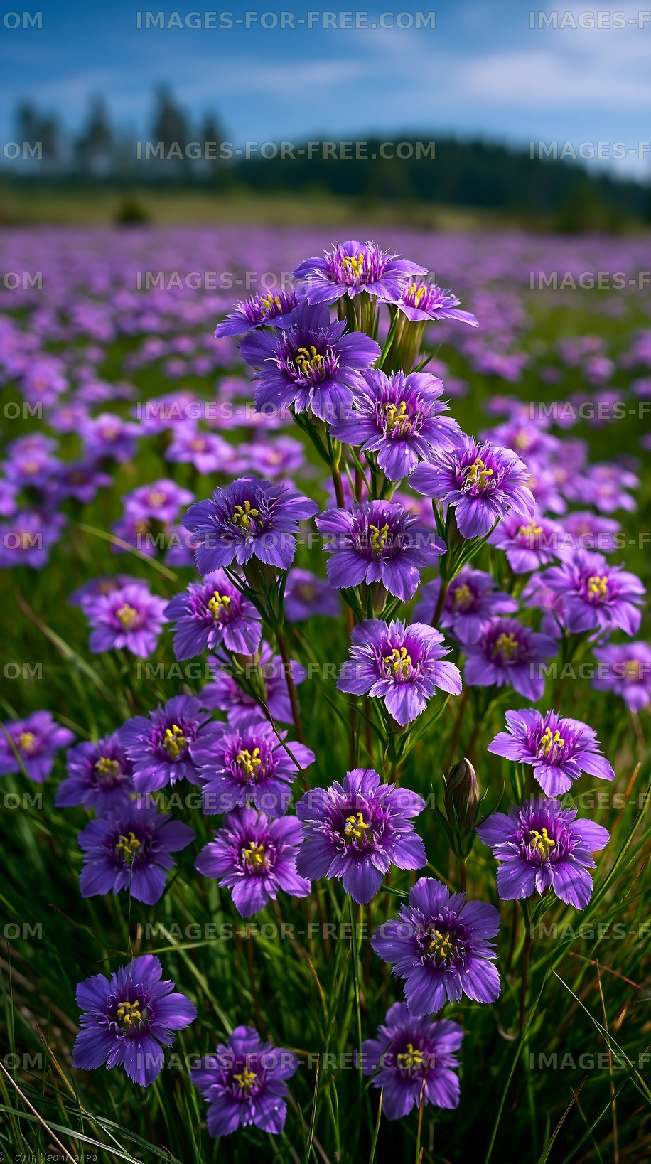 Purple flowers grow in a field under cloudy sky in spring