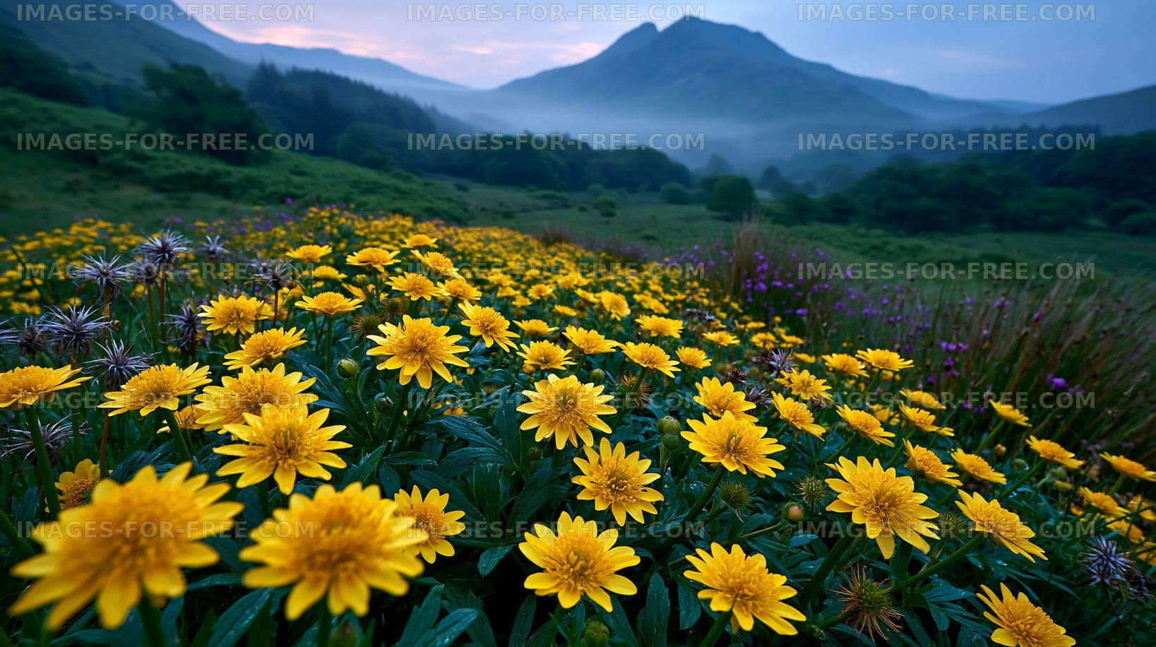 Yellow flowers bloom in a valley with mountains at dawn