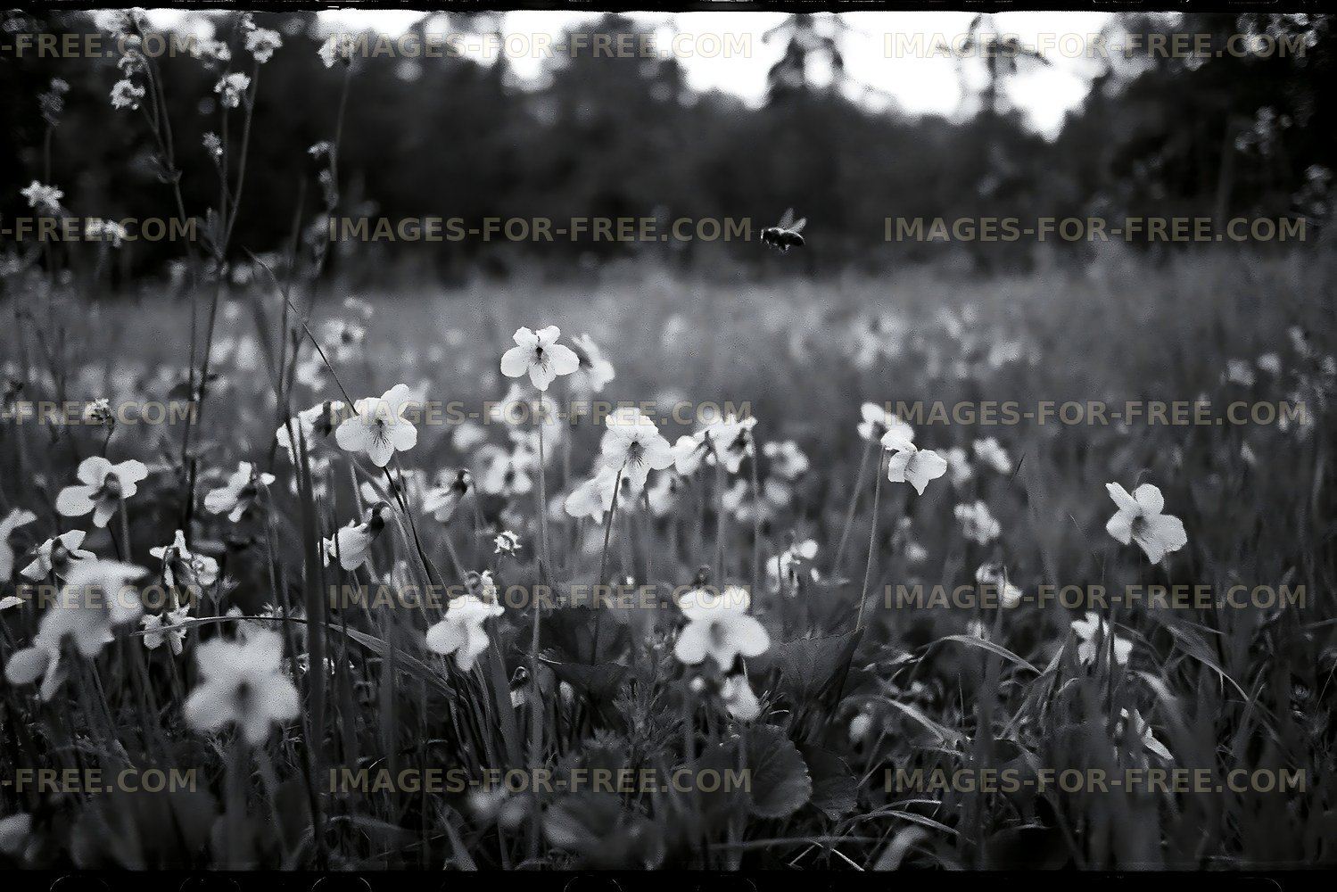 Flowers and a bee in a meadow during the day