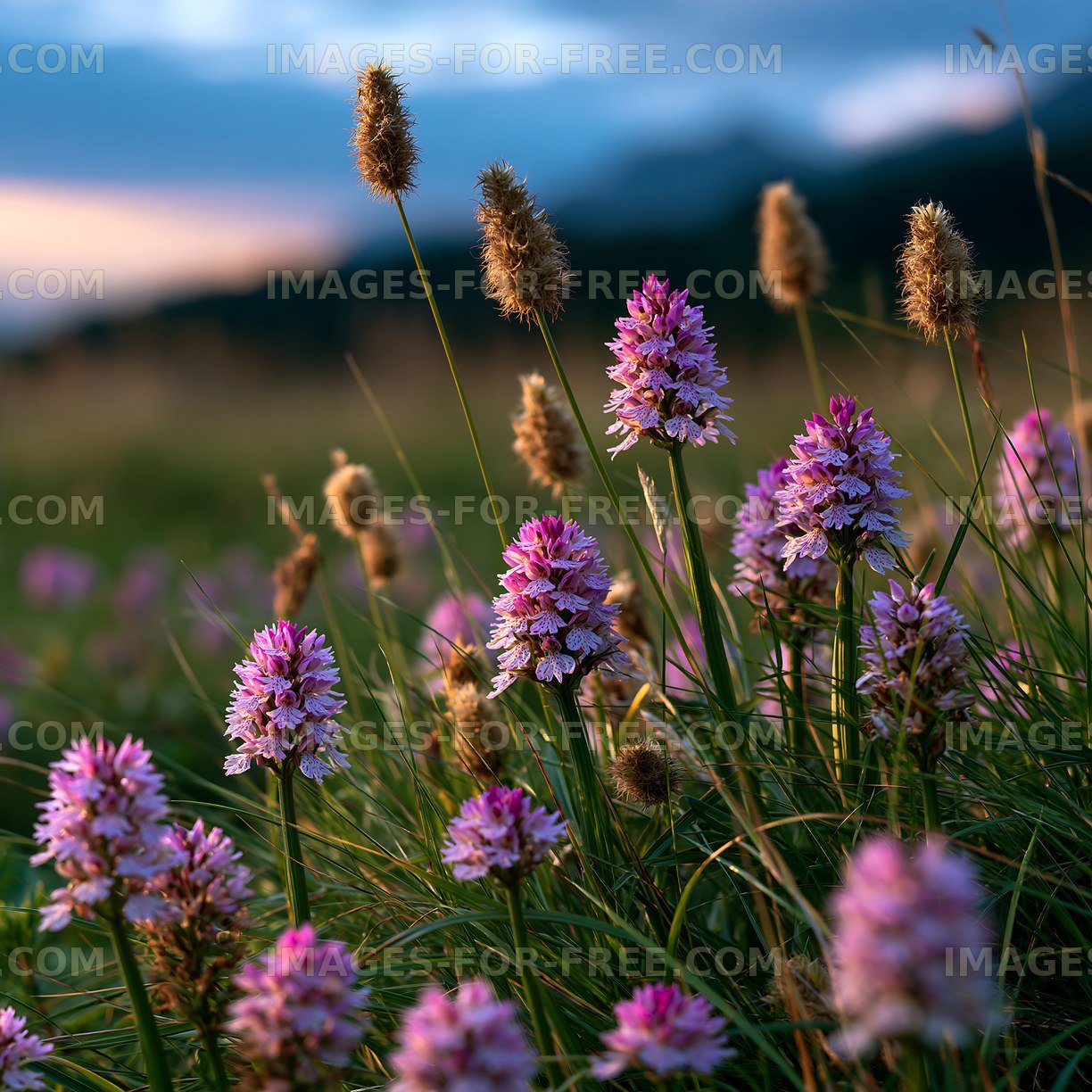 Wildflowers bloom in a meadow under a cloudy sky at sunset