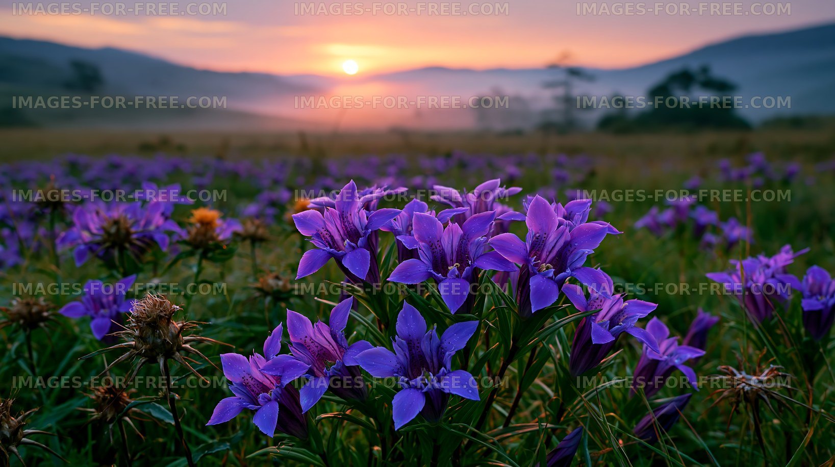 A field filled with purple flowers stretches towards the horizon