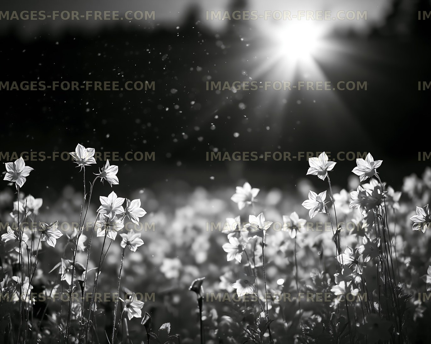 Black and white flowers in a field with sunlight shining