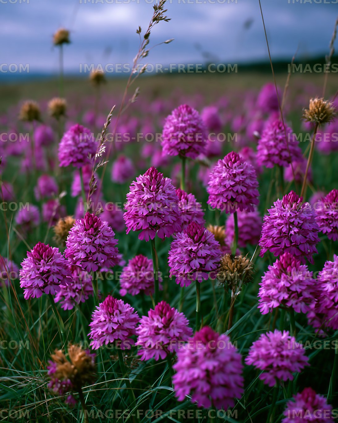 Purple flowers bloom in a green field under a cloudy sky
