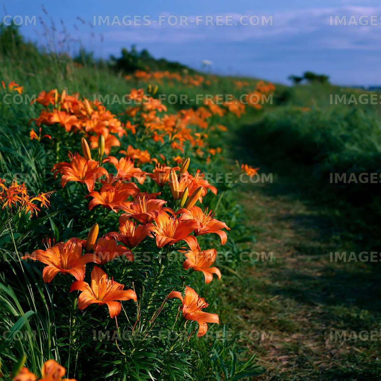 Orange lilies line a path in a grassy field during daylight