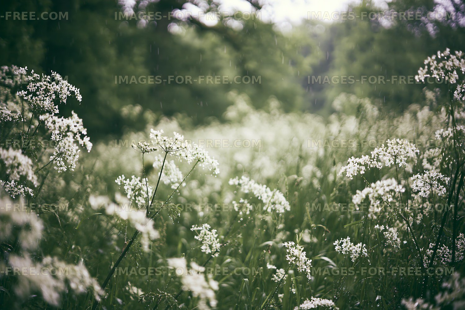 Wildflowers blooming in a wet meadow during spring