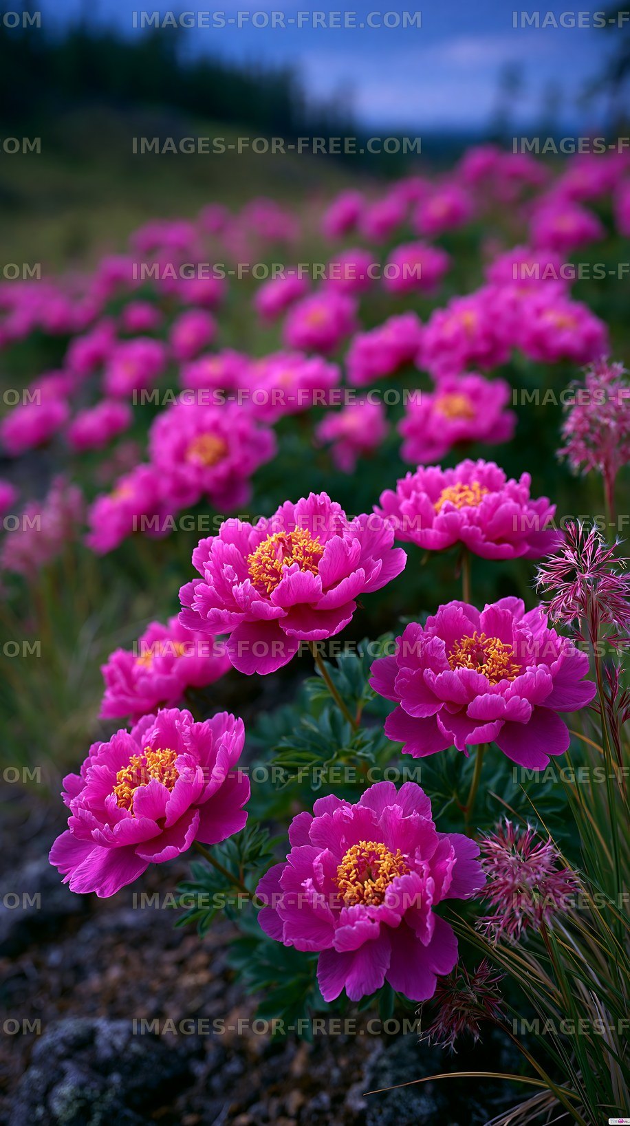 Vibrant pink flowers blooming in a lush garden setting