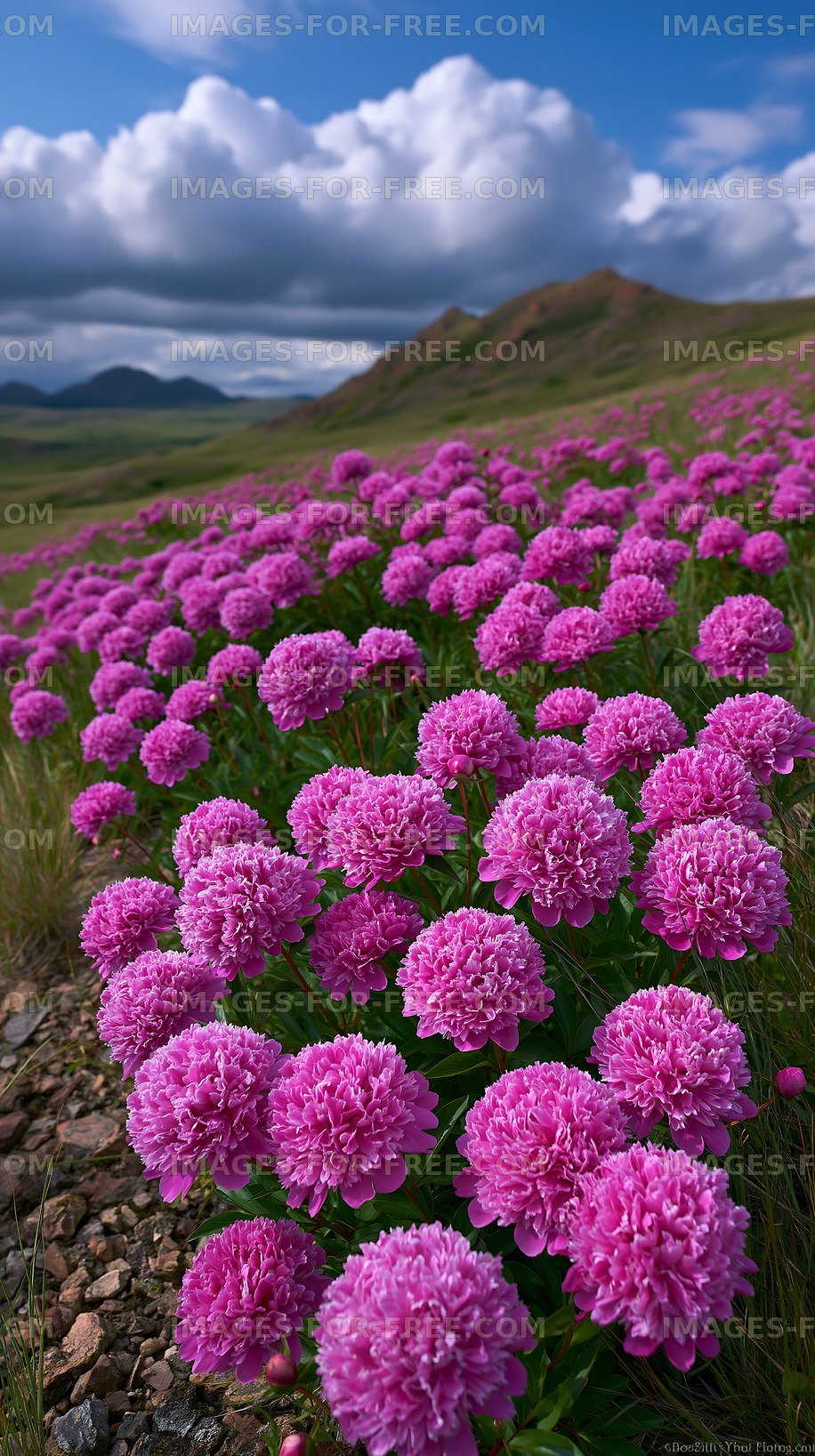 Field of pink flowers under a cloudy sky