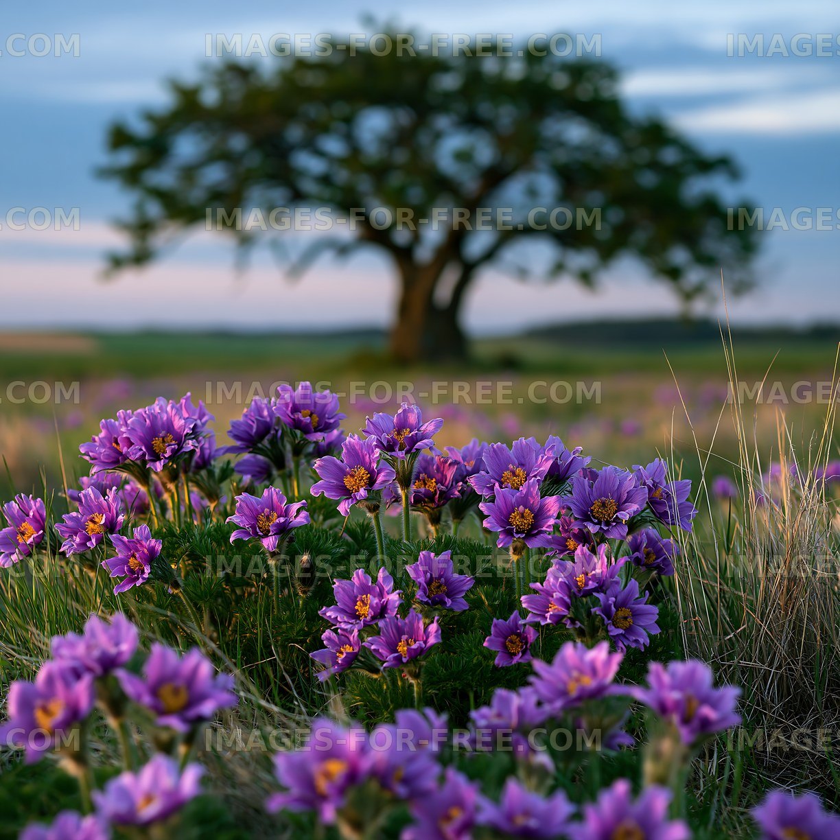 Violet flowers bloom in a field under a tree at sunset