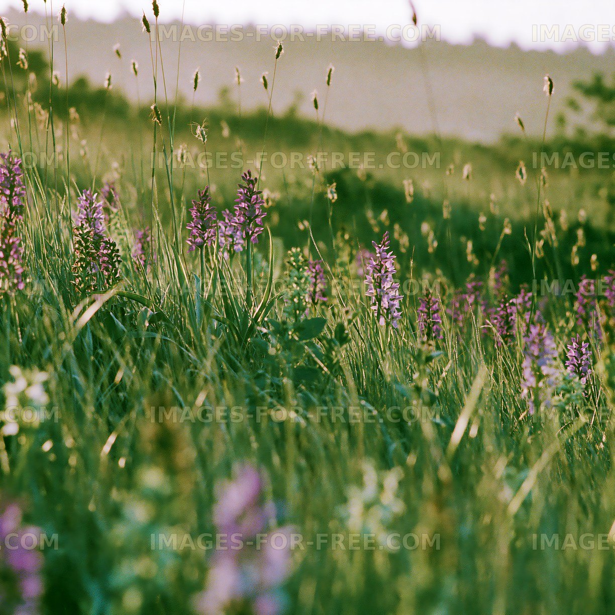 Wildflowers growing in a field during sunset