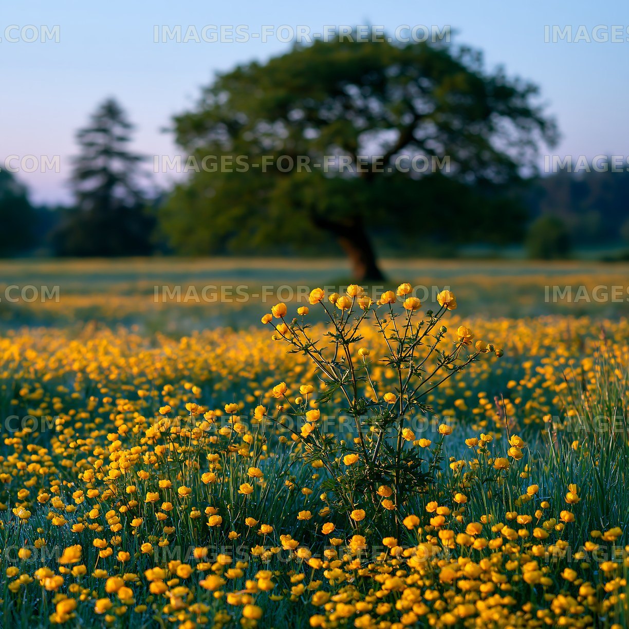 Yellow flowers bloom in a field with a tree in the background