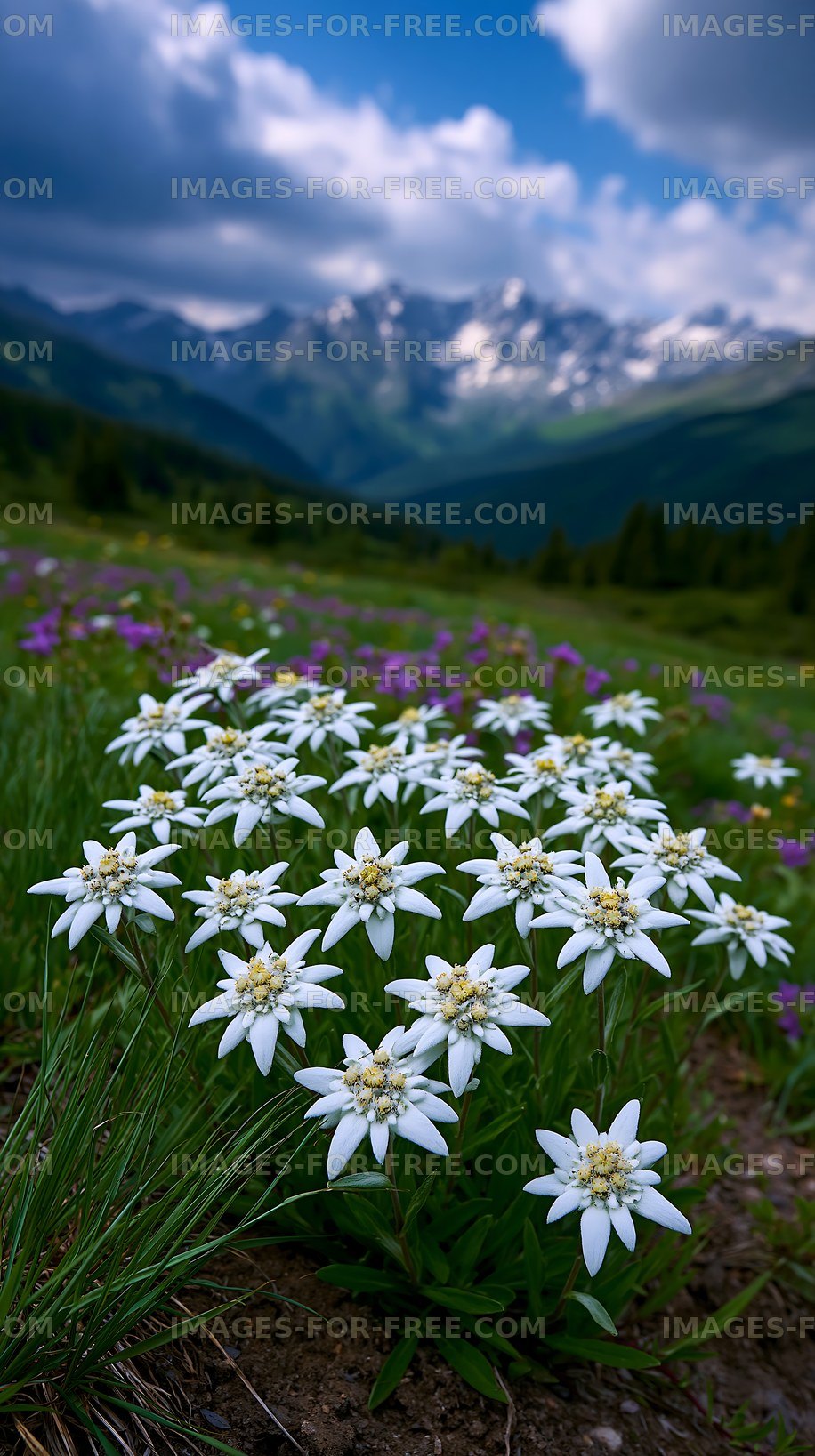 Wildflowers bloom in a mountain meadow during daytime