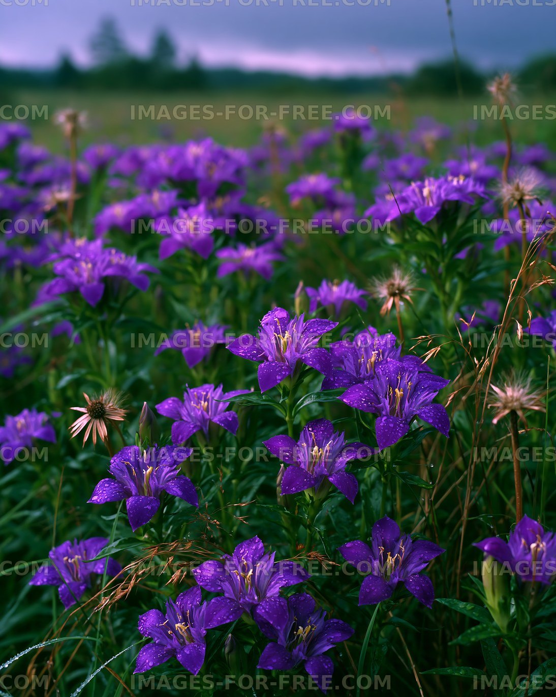 Violet flowers bloom in a field during overcast weather