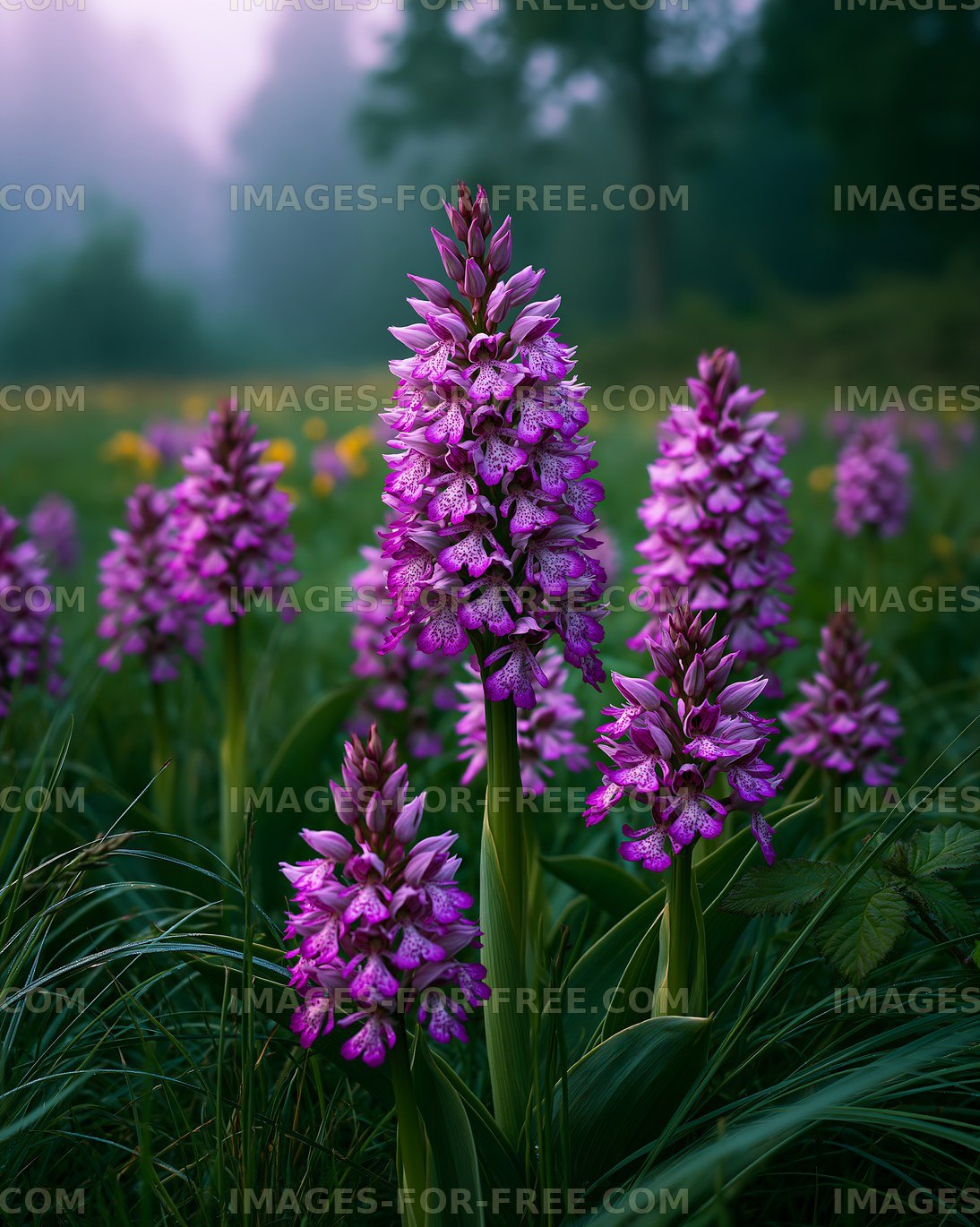 Purple orchids bloom in a green field under soft morning light