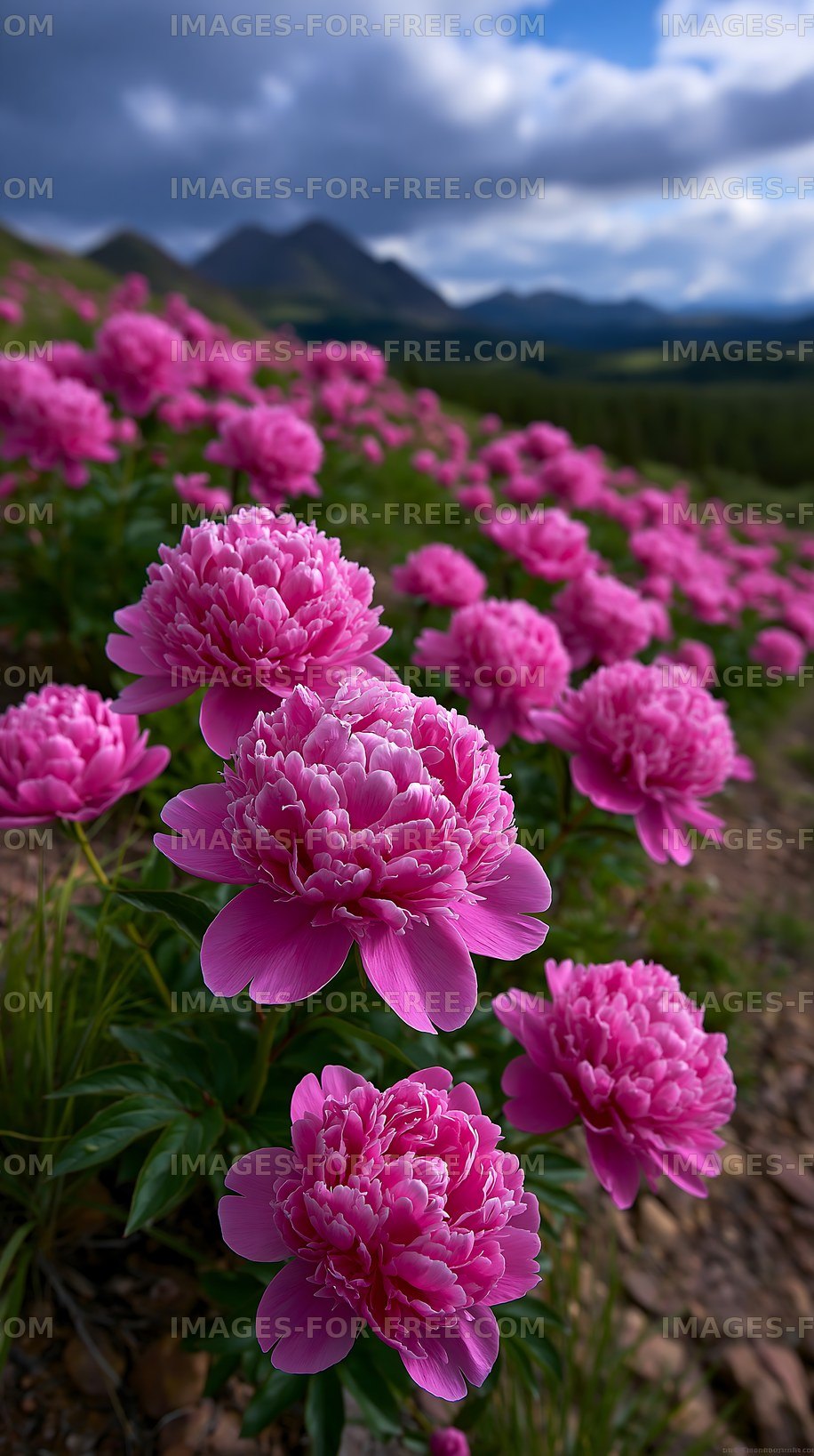Pink peonies bloom on a hillside under a cloudy sky