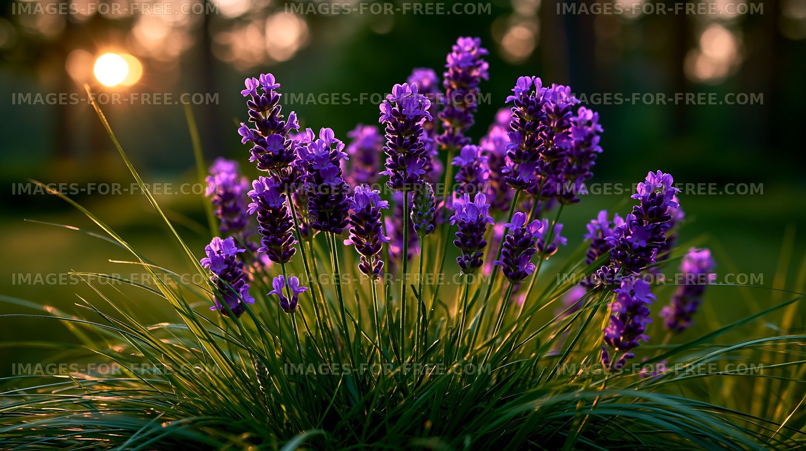 Lavender flowers in a garden during sunset