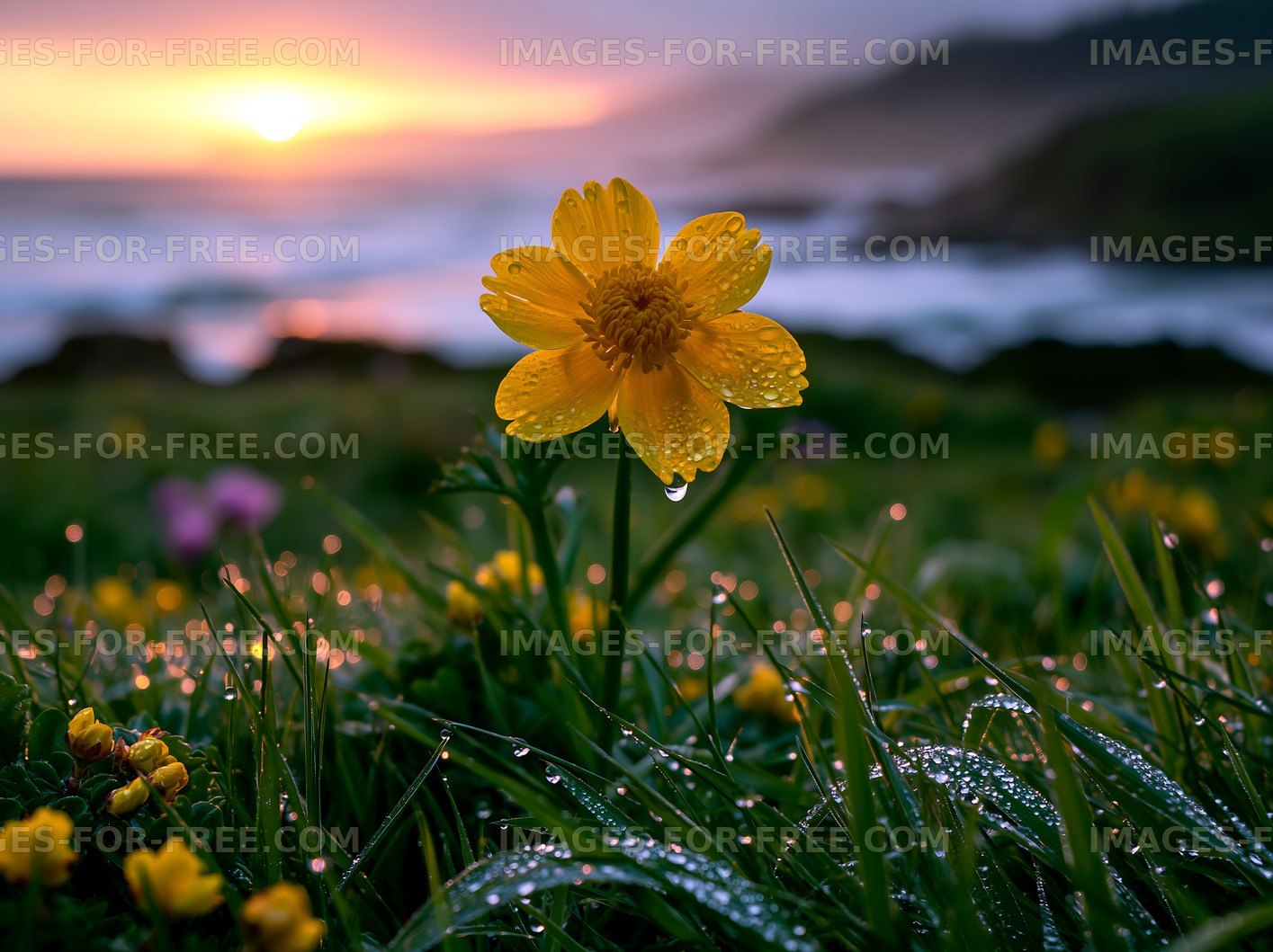 Yellow flower shining in sunlight with droplets at the coast