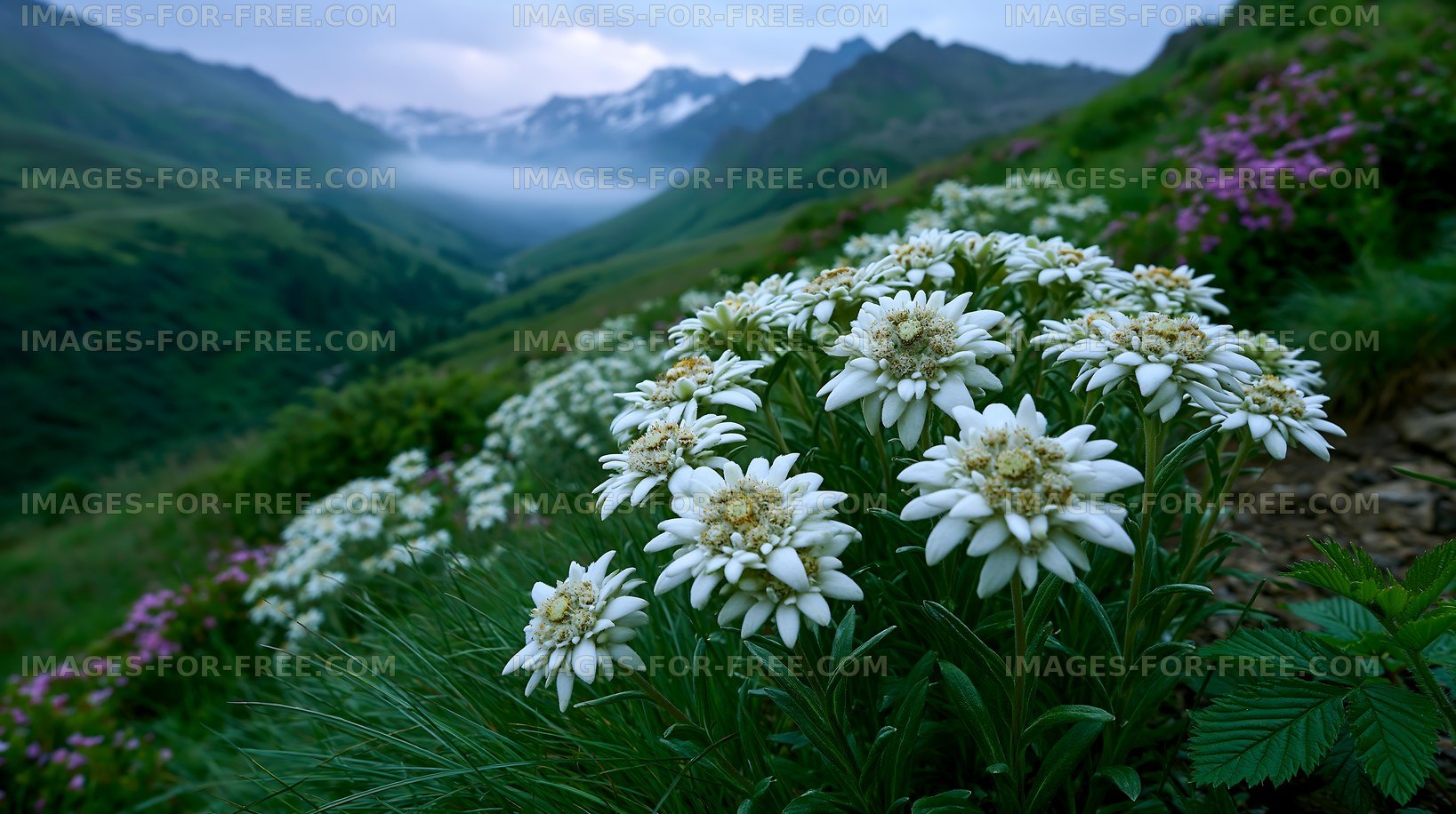Mountain flowers bloom in the valley during morning light