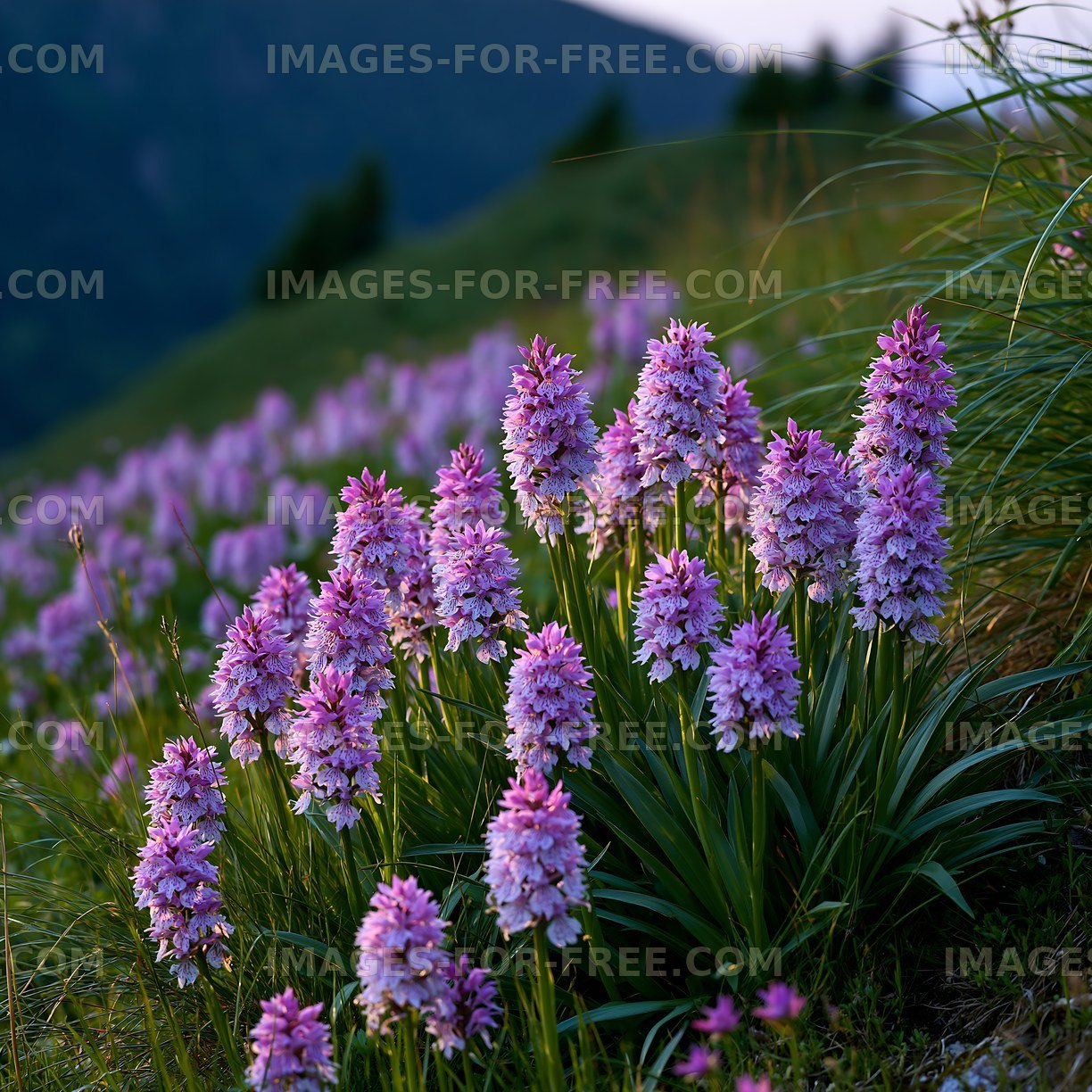 Purple flowers bloom on a hillside during sunset