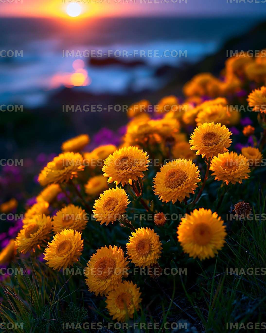 Bright yellow flowers bloom at sunset by the coast
