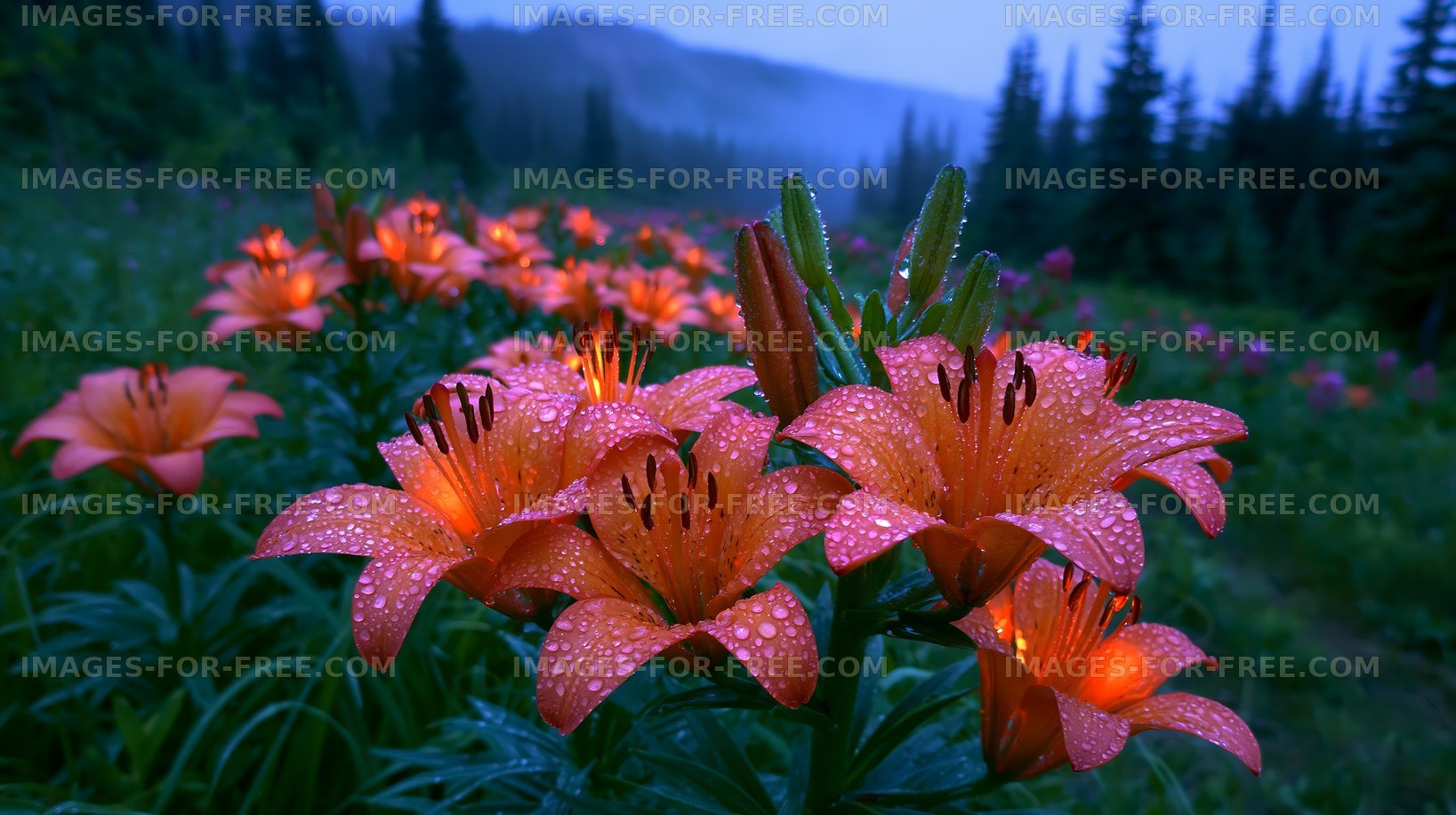 Flowers with raindrops in a forest at dusk