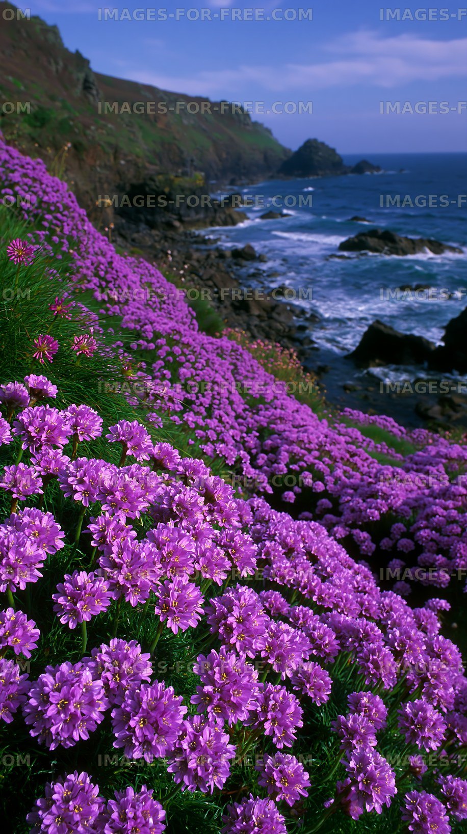 Coastal view with purple flowers and ocean waves